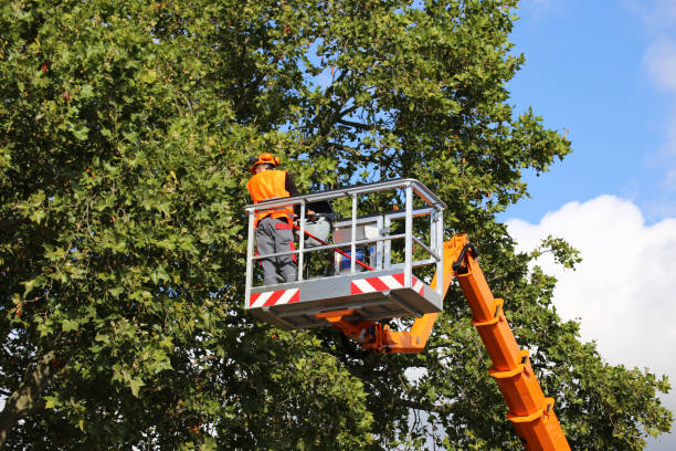 Trusted Cedar Ridge, CA Tree Services Experts