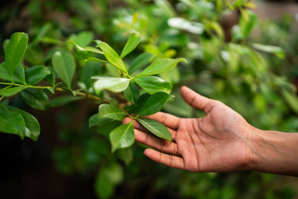 How Our Tree Care Process Works  in  Cedar Ridge, CA